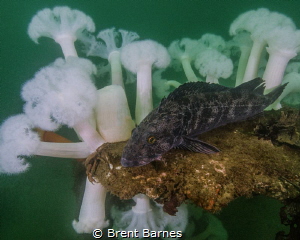 A lingcod resting in a field of plum rose anemone with du... by Brent Barnes 